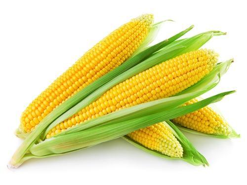 Amrit (अमृत) Sweet Corn (स्वीट कॉर्न)