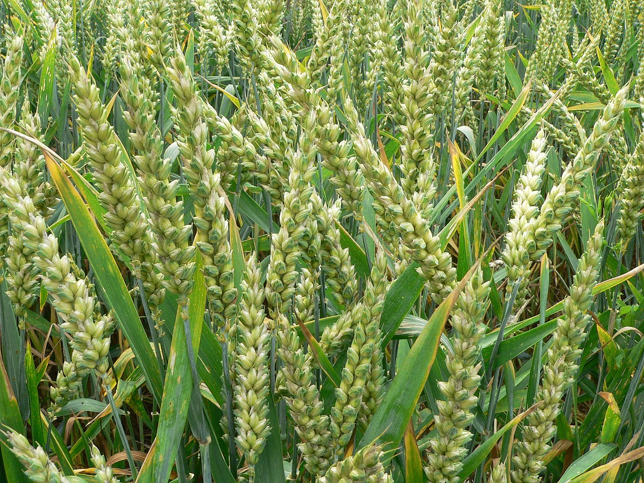 Wheat (गेहूं बीज)