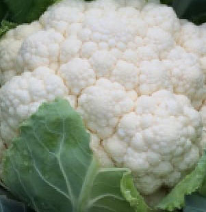 White Super Cauliflower (फूलगोभी) व्हाइट सुपर