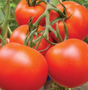 Shuvlaxmi Tomato (टमाटर) शुभलक्ष्मी
