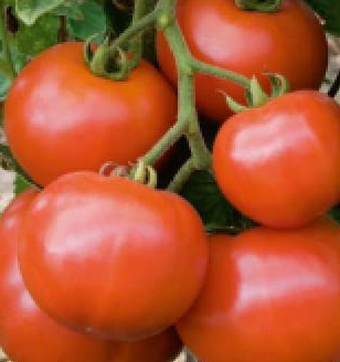 Dhanlaxmi Tomato (टमाटर) धनलक्ष्मी